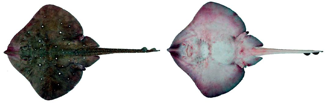 Leucoraja circularis_05.jpg